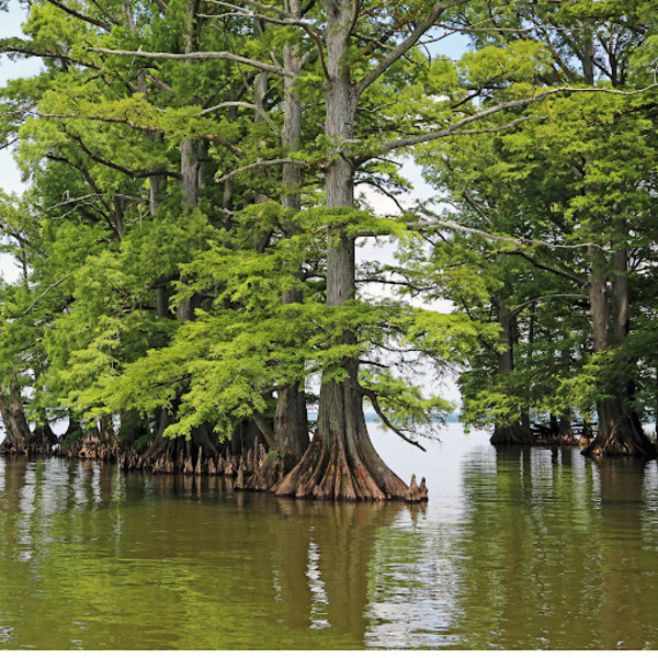Other Activities at Reelfoot Lake