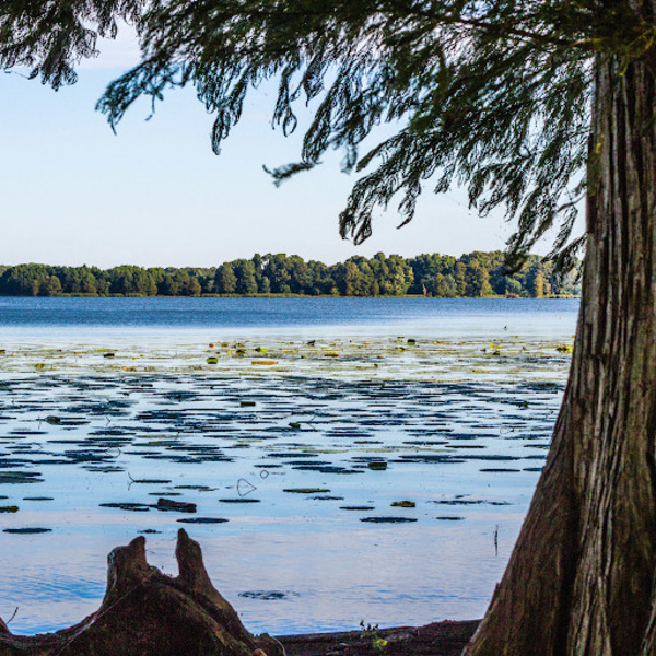 Reelfoot Lake Fishing: A Hidden Gem for Anglers | Everything You Need to Know