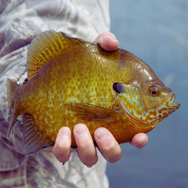 Highly Recommended Bait, Tackle & Gear for Bluegill & Sunfish