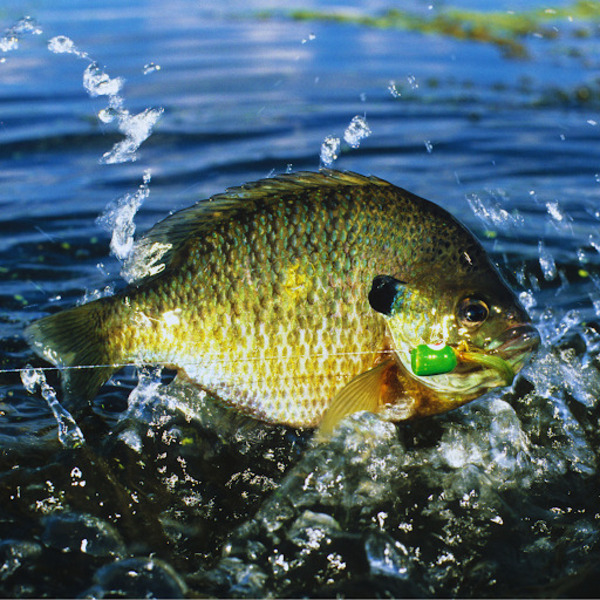 Bluegill and Other Sunfish Fishing at Lake Perris