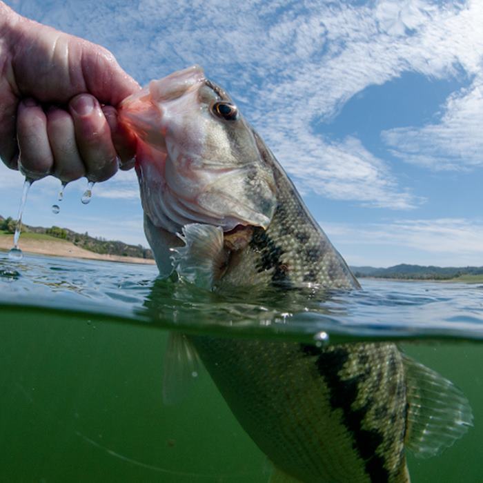 Tips for Finding Good Bass Fishing Spots