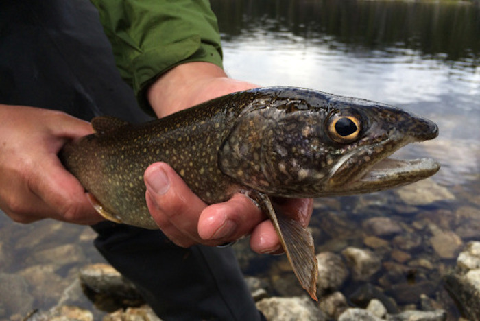 Lake Trout, Grayling and Pike Fishing on the East Arm of Great Slave Lake