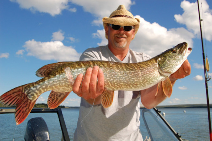Northern Pike (esox lucius) Catching