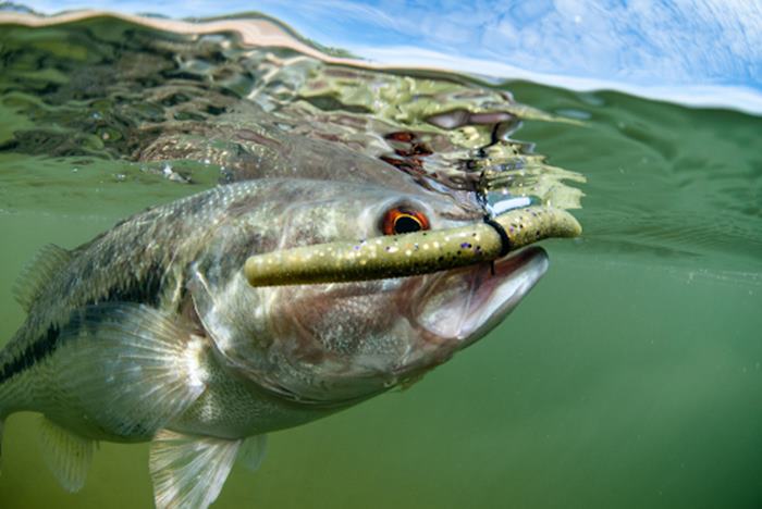 Popular Species for Fishing on Lake Hartwell