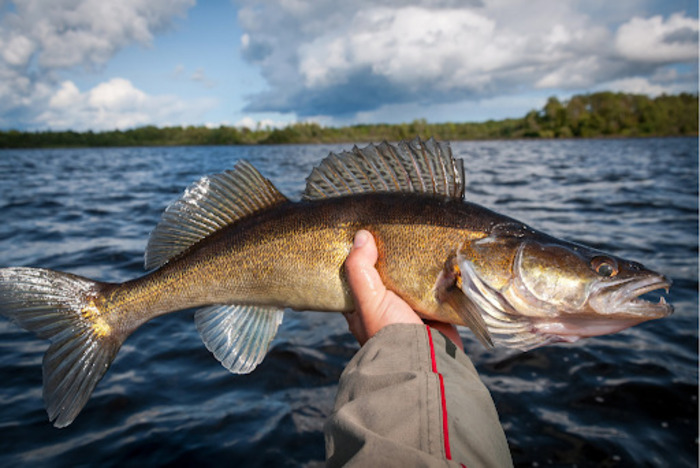 Rainy Lake Fishing Species