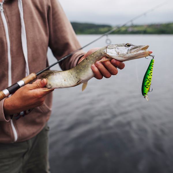 Differentiate Between Live Bait and Lures