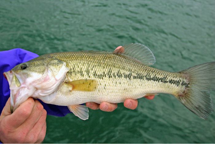 Bass Fishing at Lake Hartwell: Spots, Techniques and Strategies