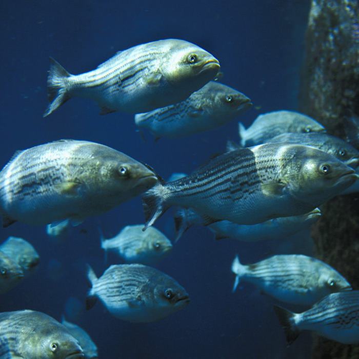 Popular Types of Fish at Lake Pleasant: