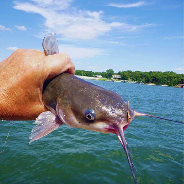 Catfish Fishing (Channel, Flathead and White) 