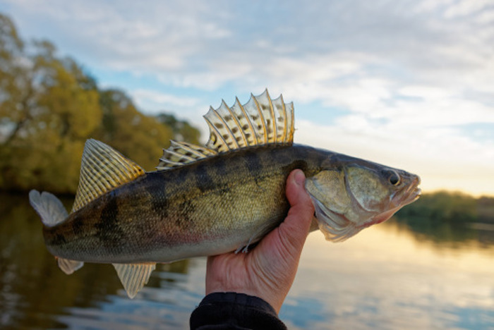 Rainy Lake Walleye Fishing