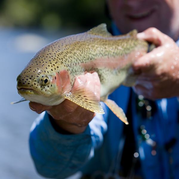 The Top 7 Fish Species in Mammoth Lakes, CA