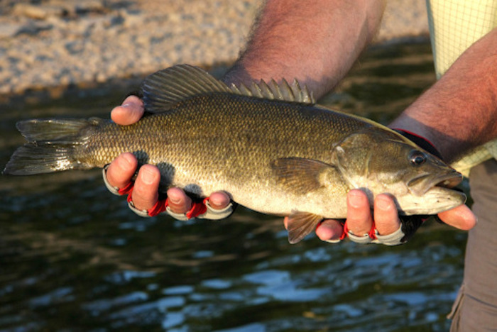 Rainy Lake Smallmouth Bass Fishing