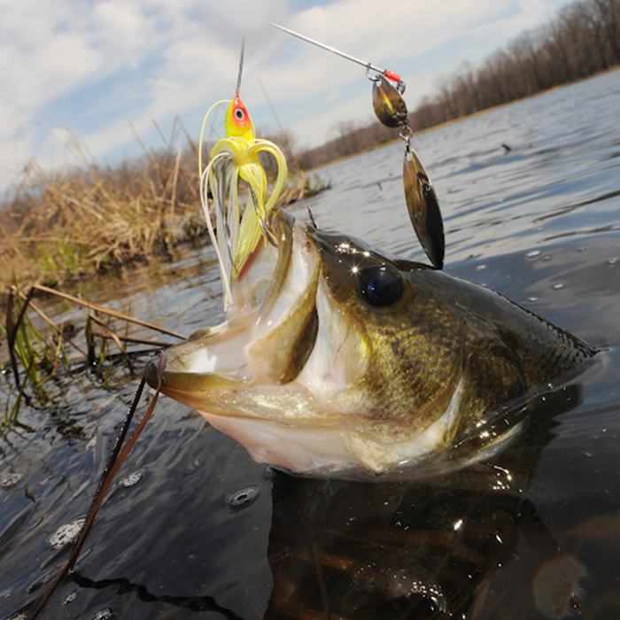 Highly Recommended Bait, Tackle & Gear for Largemouth Bass Fishing Near You