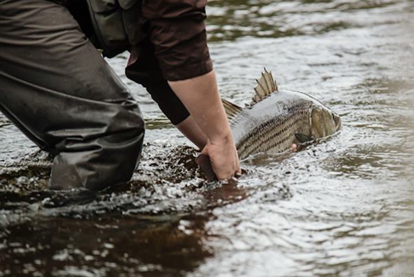 Striped Bass Fishing