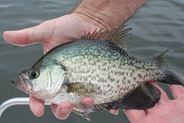 Best Crappie Fishing Spots on Lake Texoma