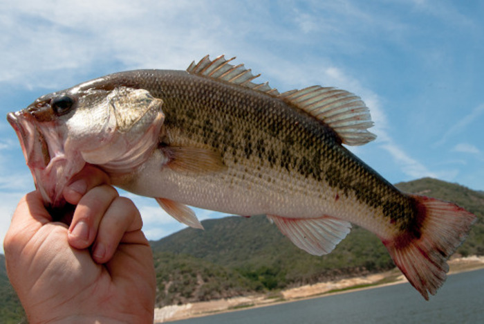 Top Tips for Catch More Bass in Texas