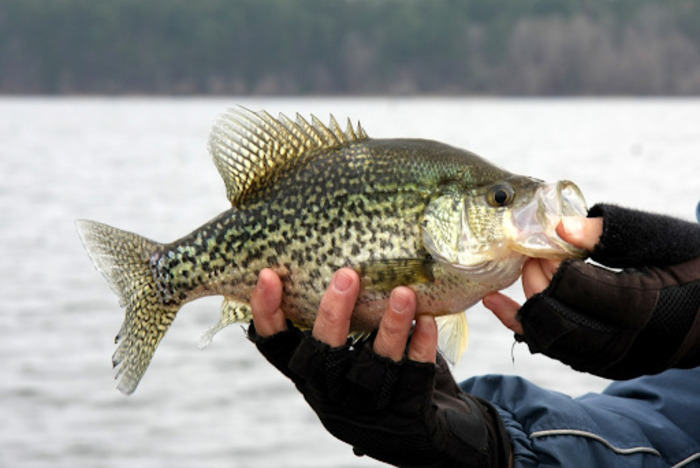 Crappie Fishing