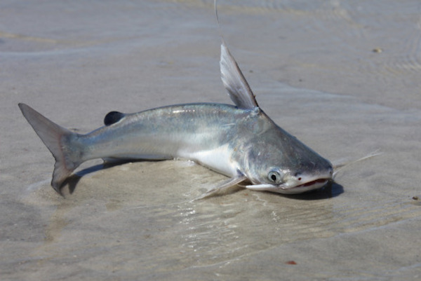Best Catfish Catching Spots on Lake Texoma
