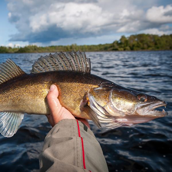Best Walleye Lures, Baits, and Tactics