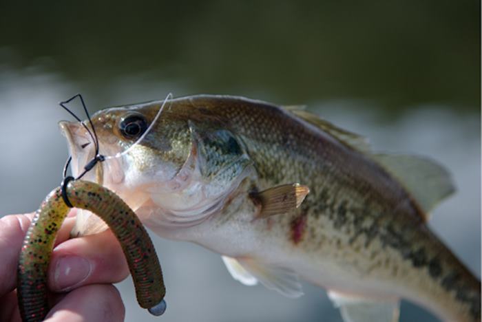 Smith Lake Fishing Species