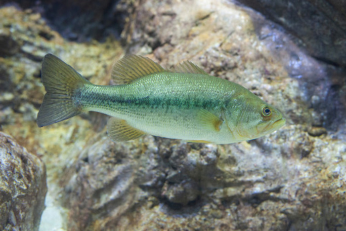 Understanding the Lake Murray Bass