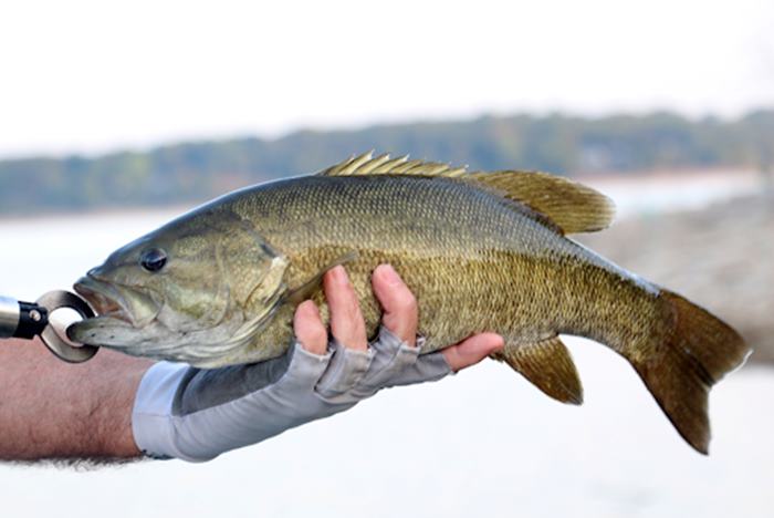 Smallmouth Bass Catching