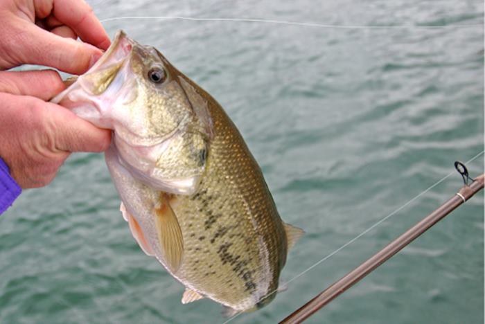 Lake Smith Fishing Regulations