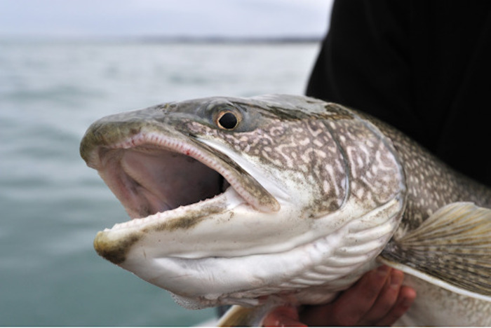 Lake Trout Fishing Guide: Tips How To Fishing in Lakes and Ponds