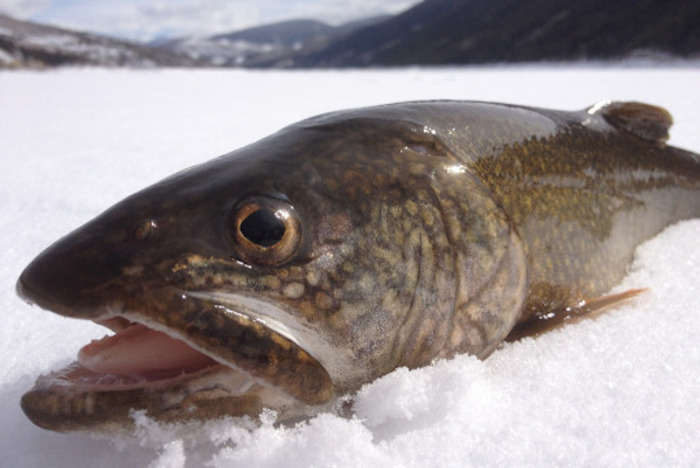 How to Ice Fish for Lake Trout