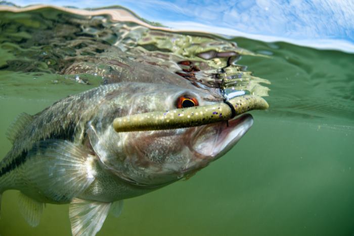 Bass Fishing Lake Hamilton Tips from Expert Anglers