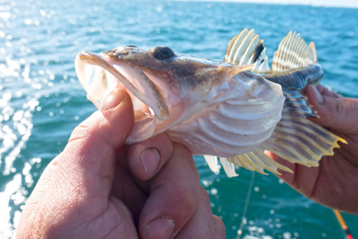 Near Shore Types of Fish in Lake Michigan