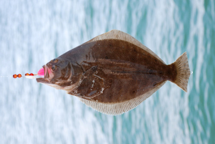 Summer Flounder (Paralichthys dentatus)
