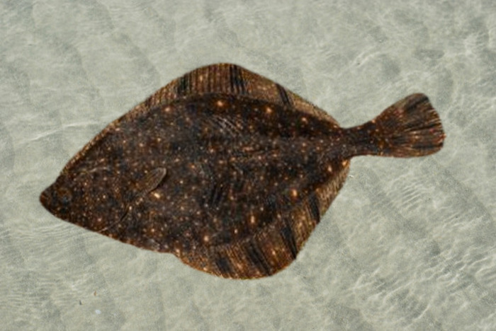 Starry Flounder (Platichthys stellatus)