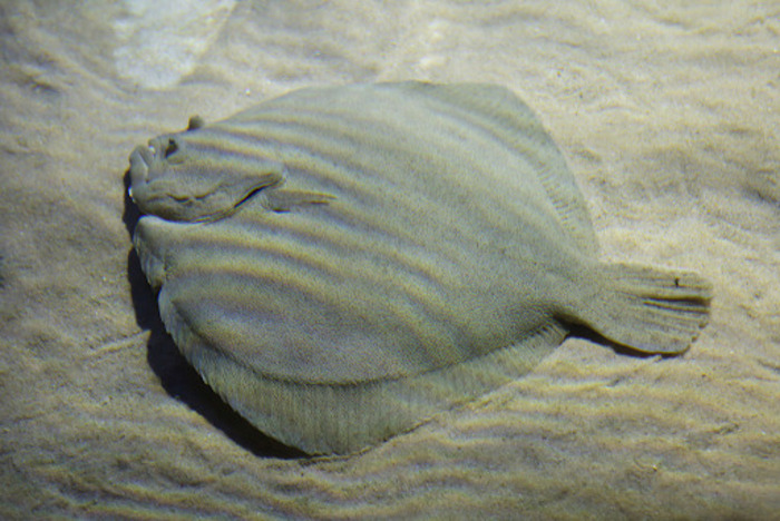 Other Flat Fish to Catch in the Ocean
