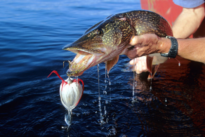 Which Fish Can You Catch in Minnesota?