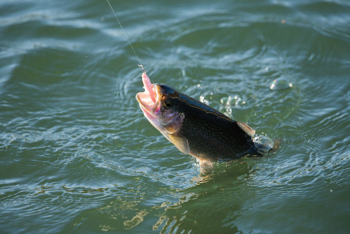 Types of Lures for Trout Fishing