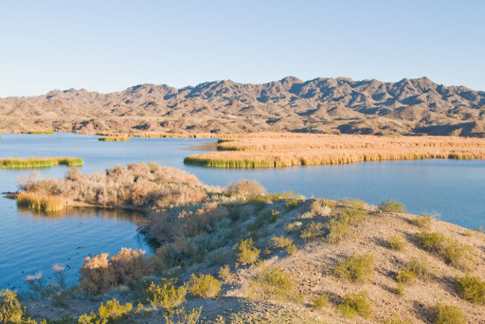 Lake Havasu Fishing Guide: Tip to Catching Bass and More in Arizona