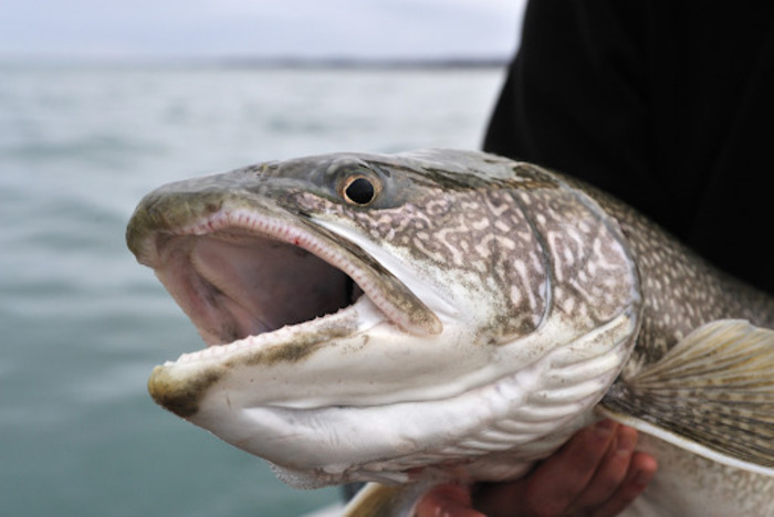 How to Fish for Trout in Lakes: Tips for Catching Lake Trout