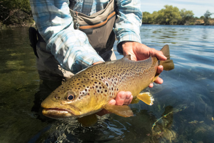 Best Seasons for Trout Fishing