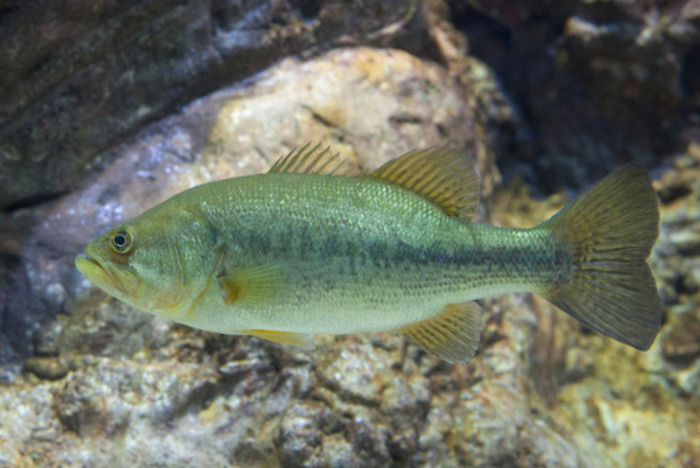 Common Types of Fish Species in Candlewood