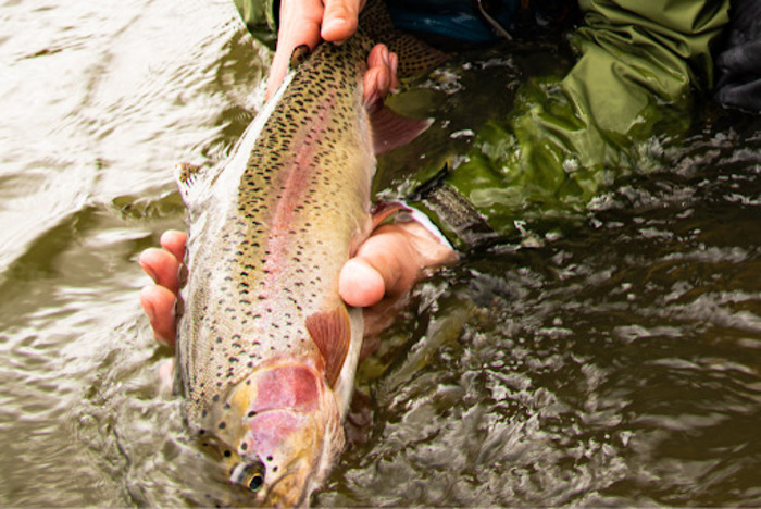 Toccoa River Seasons for Trout Fishing