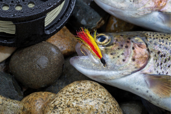 Essential Gear for Angling the Watauga