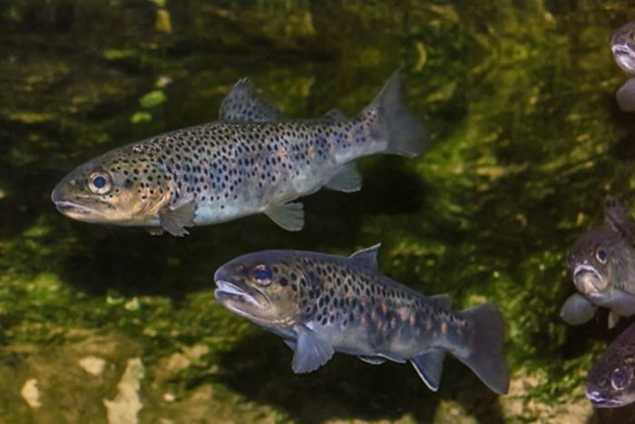 Little Red River Trout Species