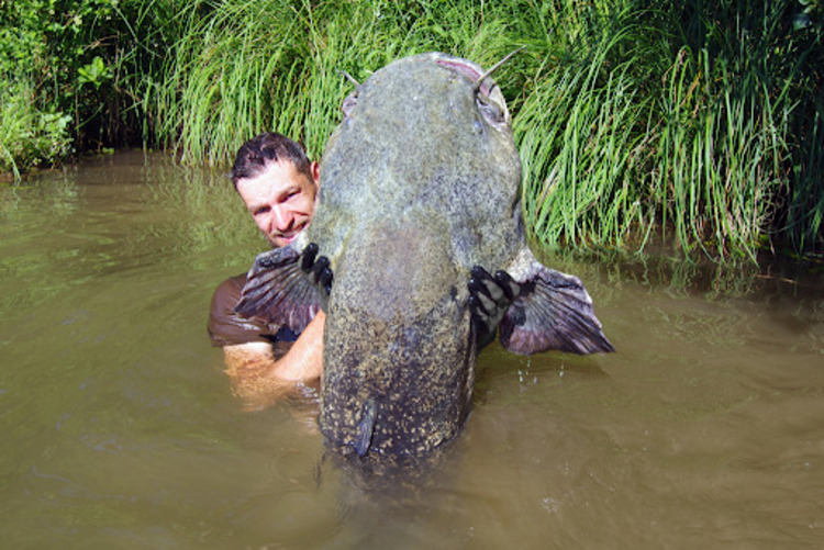 Exploring the Largest Freshwater Fish in the World: 12 Species from Sturgeon to Alligator Gar