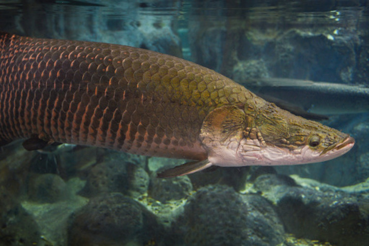 The Arapaima: Colossal Fish Residing in the Lakes of South America