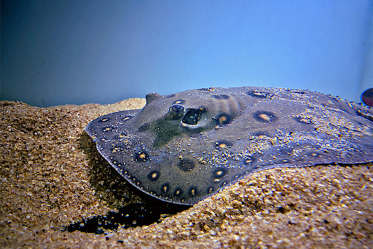 The Giant Freshwater Stingray: A Mysterious Presence in Thailand's Waters