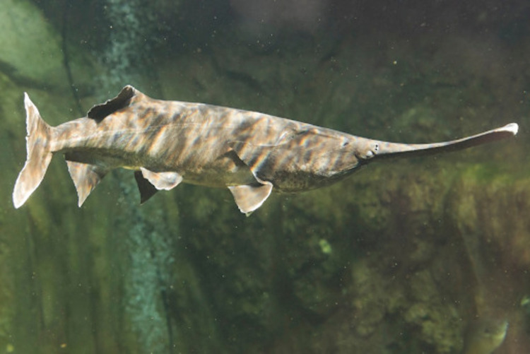 The Chinese Paddlefish: A Giant Now Extinct
