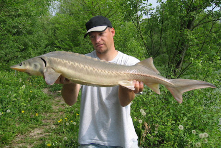 The Majestic Sturgeon: A River Giant