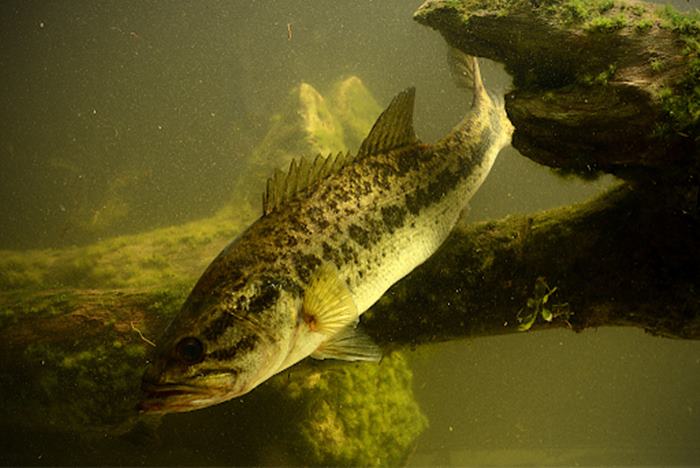 Popular Virginia Freshwater Fish