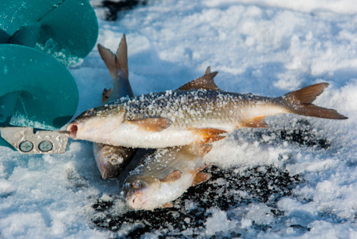 Popular Ice Fishing Species